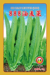 888油麦菜 (2020)